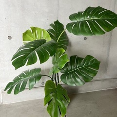 IKEA イケア モンステラ 観葉植物　　
