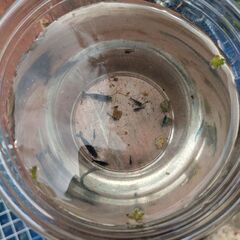 ブルーシュリンプ15匹大小混ぜます！の画像