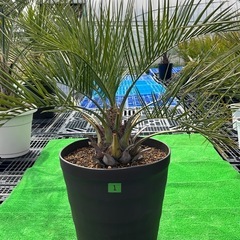 ココスヤシ☆シンボルツリー🌴