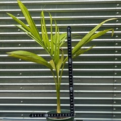 ヤシの画像