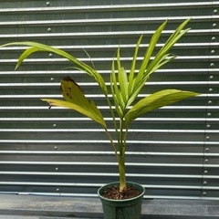 ヤシの画像