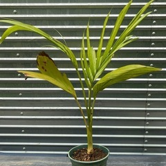 ヤシの画像