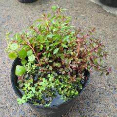 商談中　⑥水草5種　洋風　ビオトープ　（検）メダカ