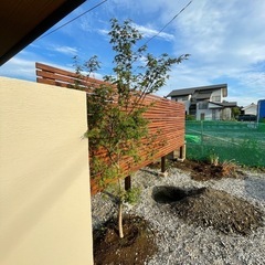 庭木　2本の画像