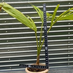 🌴やしの画像