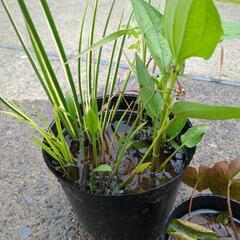 ⑧水草6種　和の水草（在来種）　ビオトープ　（検）メダカ