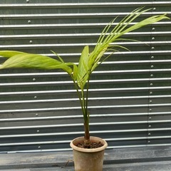🌴やしの画像