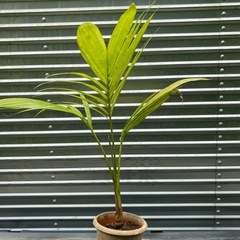 🌴やしの画像