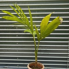 🌴やしの画像