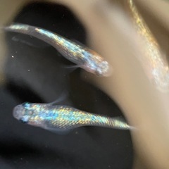 【メダカ屋　恵作めだか】　クラース　写真は現物　ランダムに撮影　若魚　1匹300円の画像