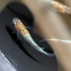 【メダカ屋　恵作めだか】　クラース　写真は現物　ランダムに撮影　若魚　1匹300円の画像
