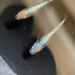 【メダカ屋　恵作めだか】　クラース　写真は現物　ランダムに撮影　若魚　1匹300円の画像