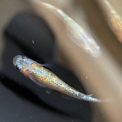 【メダカ屋　恵作めだか】　クラース　写真は現物　ランダムに撮影　...