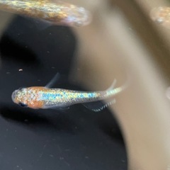 【メダカ屋　恵作めだか】　クラース　写真は現物　ランダムに撮影　若魚　1匹300円の画像