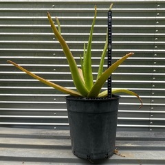 アロエ
