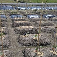 【2025年度後期入園案内】サポート付き体験農園　耳納山麓…