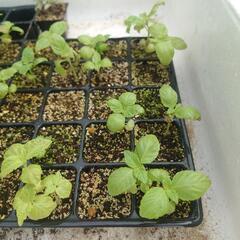 しそ大葉 育苗  1枠   3本入り