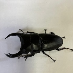能勢YGオオクワガタ売ります。の画像