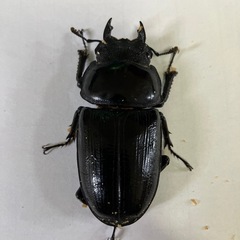 能勢YGオオクワガタ売ります。の画像