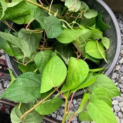 マタタビの苗・葉・無農薬の画像