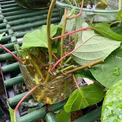 マタタビの苗・葉・無農薬の画像