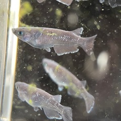 【メダカ屋　恵作めだか】　曜変天目　写真は現物　ランダムに撮影　若魚　1匹300円の画像