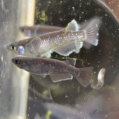 【メダカ屋　恵作めだか】　曜変天目　写真は現物　ランダムに撮影　若魚　1匹300円の画像