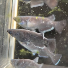 【メダカ屋　恵作めだか】　曜変天目　写真は現物　ランダムに撮影　...