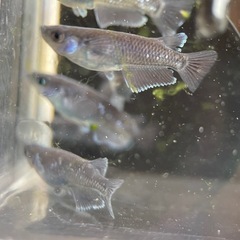 【メダカ屋　恵作めだか】　曜変天目　写真は現物　ランダムに撮影　若魚　1匹300円の画像