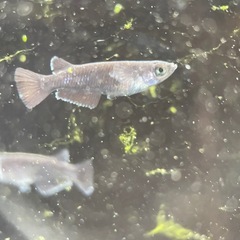 【メダカ屋　恵作めだか】　曜変天目　写真は現物　ランダムに撮影　若魚　1匹300円の画像