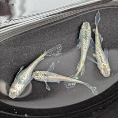 メダカ　サボテン鰭長 1ペア＋1の画像
