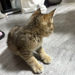 子猫　キジトラ - 高知市