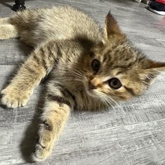 子猫　キジトラ