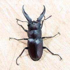 本土ノコギリクワガタ(大阪府高槻市産)WD成虫♂単品