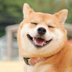 【ください】ペットシート,ペットシーツ