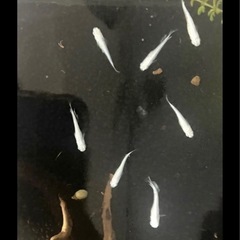 GEX水槽+ロカボーイ(石なし)＋幹之スーパー強光 みゆき 5匹 高級めだか ミックスメダカ  ★ご希望の方は｢王華｣ 稚魚もいますの画像