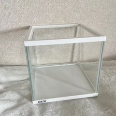 GEX水槽+ロカボーイ(石なし)＋幹之スーパー強光 みゆき 5匹 高級めだか ミックスメダカ  ★ご希望の方は｢王華｣ 稚魚もいますの画像