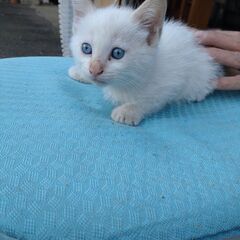 里親になって下さい。　子猫