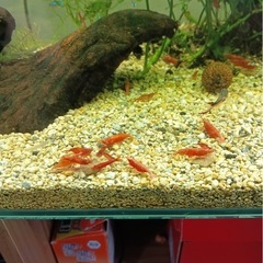 熱帯魚