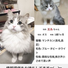 猫を探しています