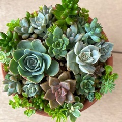 七福神入多肉植物寄せ植え４号鉢の画像