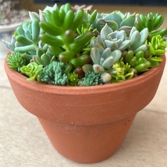 七福神入多肉植物寄せ植え４号鉢の画像