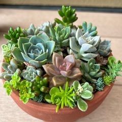 七福神入多肉植物寄せ植え４号鉢