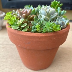 七福神入多肉植物寄せ植え４号鉢の画像