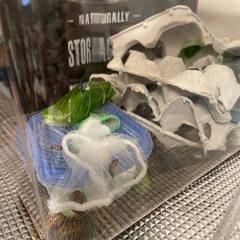 決まりました。デュビア約300匹