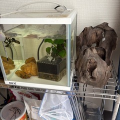 ミナミヌマエビ20匹ほど　アクアリウムセット
