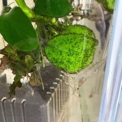 ミナミヌマエビ20匹ほど　アクアリウムセットの画像
