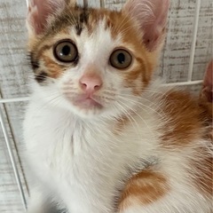 💓わくわくドキドキ💓　お迎えまっています🐈🐈🐈