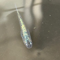 サイシュウヘイキめだか、有精卵30個