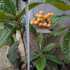 あま～い　枇杷苗木　鉢植えの画像